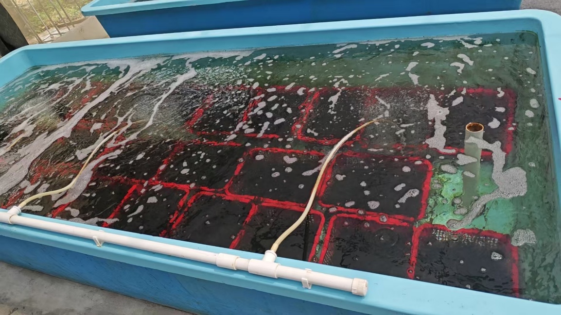 Growing sea grapes