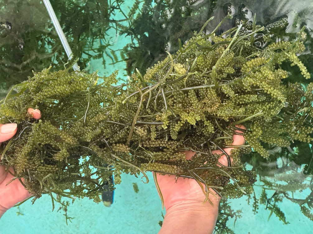Fresh harvest